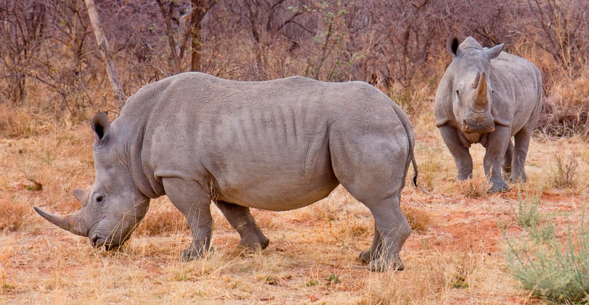 Cuerpo de los rinocerontes